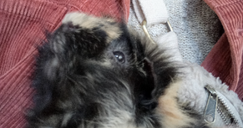 elise pet sitter à CHAMBERY 73000_2