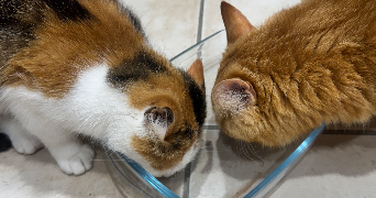 melanie pet sitter à MAGNE 79460_5