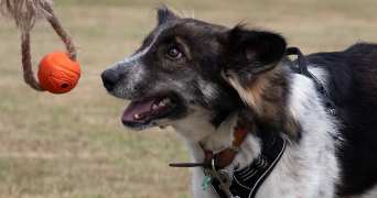 mégan pet sitter à MULHOUSE 68200_4