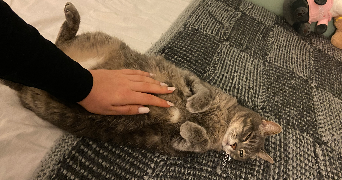 caroline pet sitter à LE PLESSIS ROBINSON 92350_2