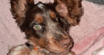 vanessa pet sitter à BAINS SUR OUST 35600_4