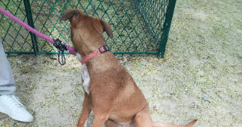 lou pet sitter à PARIS 20 75020_5