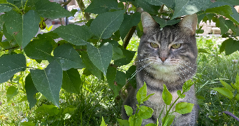 inès pet sitter à FERIN 59169_0