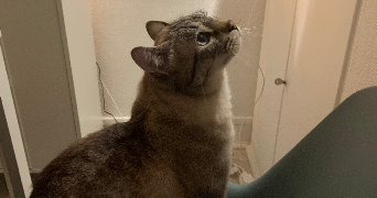 ambre pet sitter à BORDEAUX 33800_8