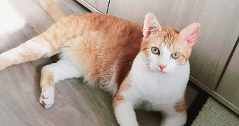 coralie pet sitter à ARGENTAN 61200_3