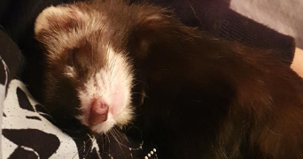 zack pet sitter à DECINES CHARPIEU 69150_2