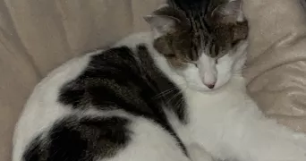 melissa pet sitter à CHENEBIER 70400