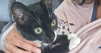 sana cat sitter à PONT STE MAXENCE 60700_0