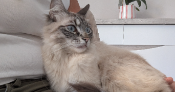 muriel pet sitter à MONTELIMAR 26200_3