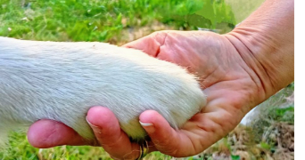 delphine pet sitter à ST ANDRE DES EAUX 44117_3