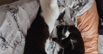 elisa pet sitter à BESANCON 25000_2