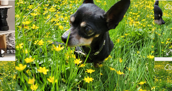 lucie pet sitter à MAYENNE 53100_4