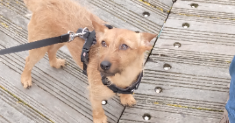 anne dog sitter à ST QUINTIN SUR SIOULE 63440_3