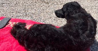 claire pet sitter à NOISY LE ROI 78590_6