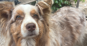 anaïs pet sitter à PLAISIR 78370_3