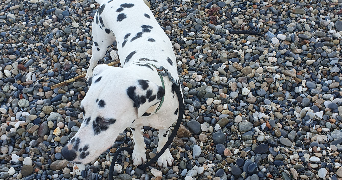 houda dog sitter à NICE 06200_5