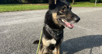 emma pet sitter à MEYLAN 38240_0