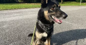 emma pet sitter à MEYLAN 38240