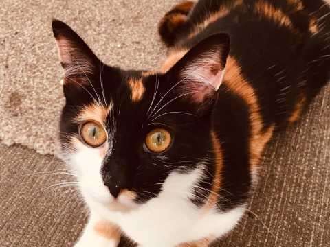 anne pet sitter à FONTENAY AUX ROSES 92260_2