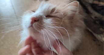 erinn pet sitter à PARIS 15 75015_2