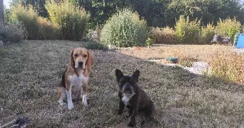 maeva dog sitter à LEMPTY 63190