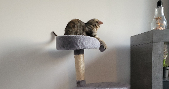 anais pet sitter à GAZERAN 78125_11