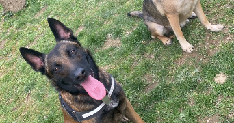 manon pet sitter à VEYRAC 87520_5