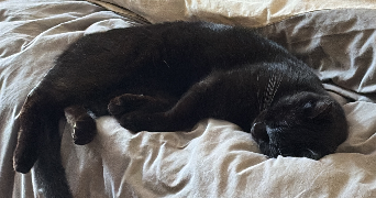 lisa pet sitter à LYON 08 69008_4