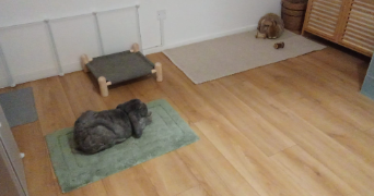 marine pet sitter à GOES 64400_5