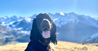 frédérique  pet sitter à ST ANDRE 66690_6