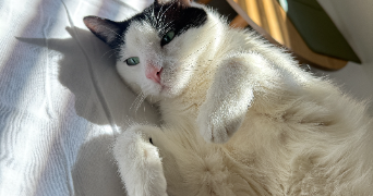 anna pet sitter à NICE 06000_5