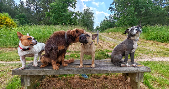 joris dog sitter à CHAVAGNES EN PAILLERS 85250_0