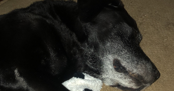 illona pet sitter à LE PLESSIS ROBINSON 92350_2