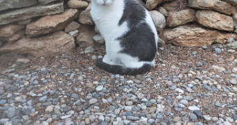 baptiste cat sitter à NARBONNE 11100_0