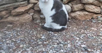 baptiste cat sitter à NARBONNE 11100
