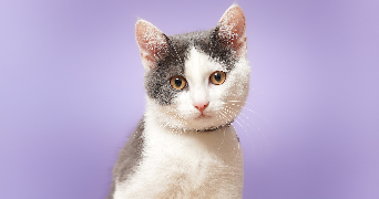 lou-ann pet sitter à MONTFORT SUR MEU 35160_2