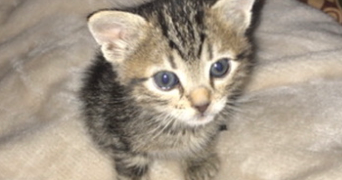 hiba pet sitter à VILLEFRANCHE SUR SAONE 69400_0