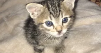 hiba pet sitter à VILLEFRANCHE SUR SAONE 69400