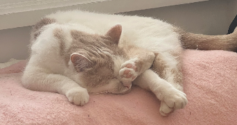 léa pet sitter à MONTBELIARD 25200_2