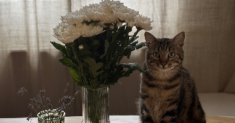 pauline pet sitter à REIMS 51100_1