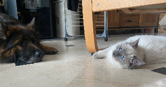 clarisse pet sitter à Saint-Malo 35400_7