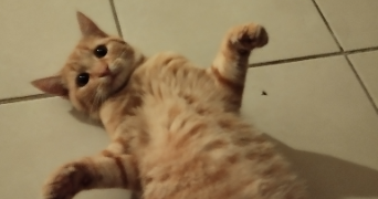 killian pet sitter à LONGUENEE EN ANJOU 49770_4