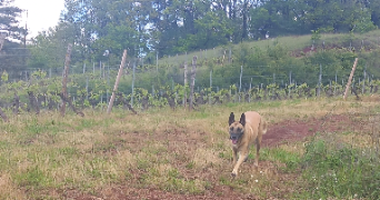 megane dog sitter à CAVAILLON 84300_2