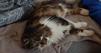 océane pet sitter à BELIN BELIET 33830_3