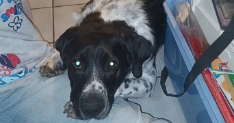 enora pet sitter à BONLIEU 39130_6