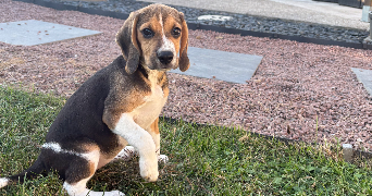 shelsy pet sitter à DREUIL LES AMIENS 80470_9