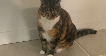 jade pet sitter à HAUTMONT 59330_4