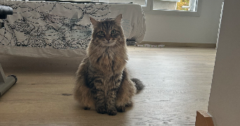 doriane pet sitter à Chambray-Lès-Tours 37170_6