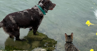 camille pet sitter à MONTPELLIER 34070_1