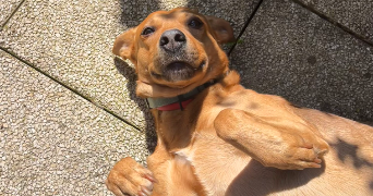 noélyne pet sitter à HEILLECOURT 54180_1